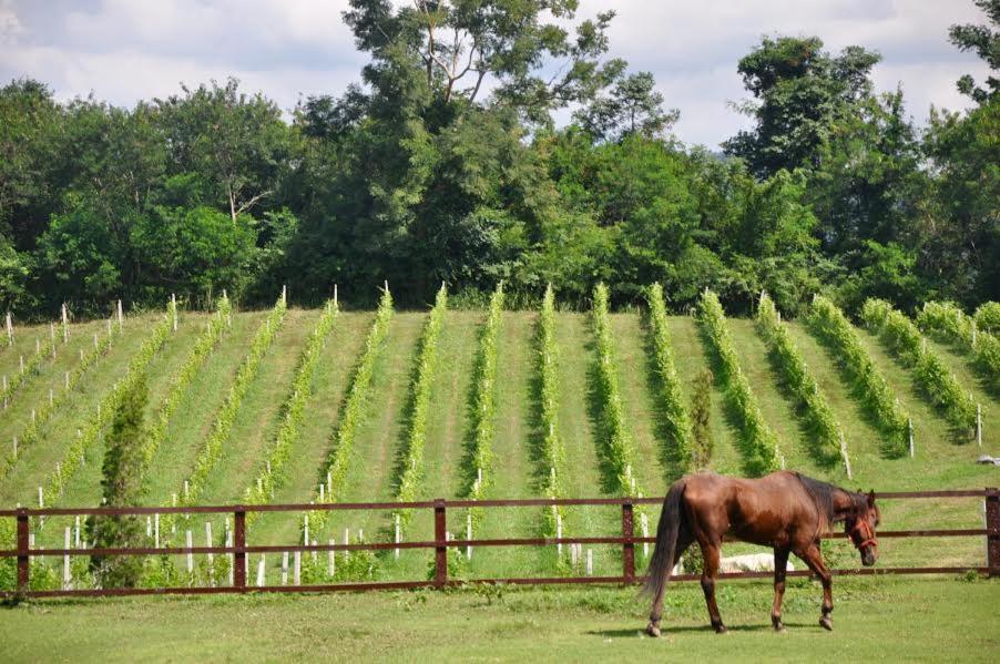 Issara Boutique Winery Hotel Muak Lek Exterior photo